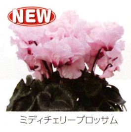 Midi Cherry Blossom.JPG