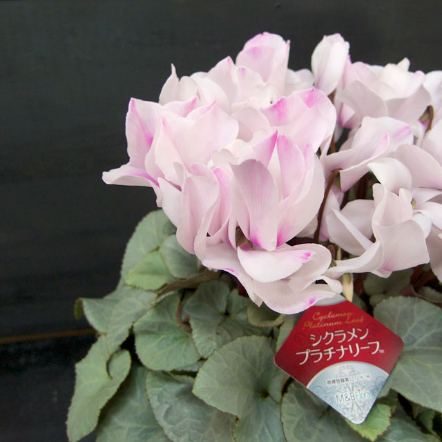 platinum leaf light pink  .jpg