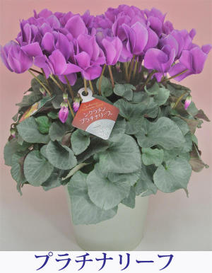 platinum leaf violet   2.jpg