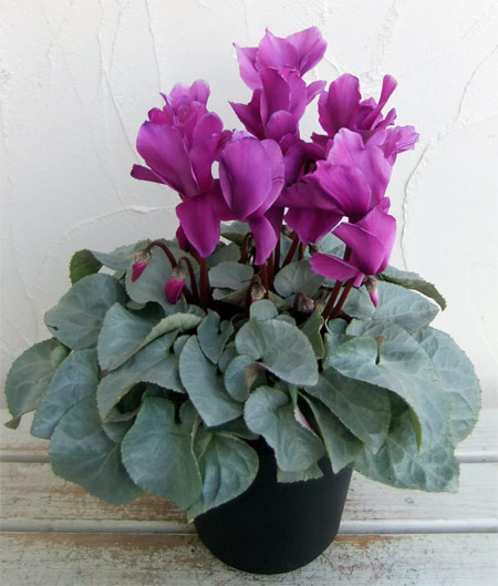 platinum leaf violet.jpg