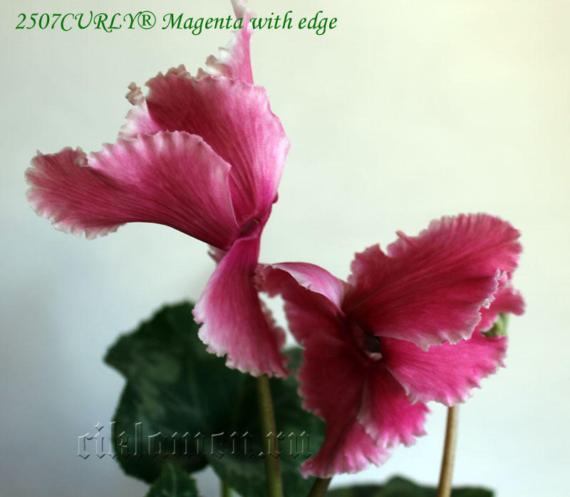 2507CURLY® Magenta with edge1.jpg