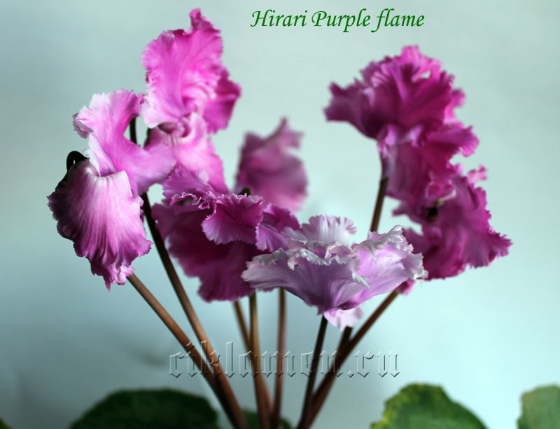 Hirari Purple flame.jpg