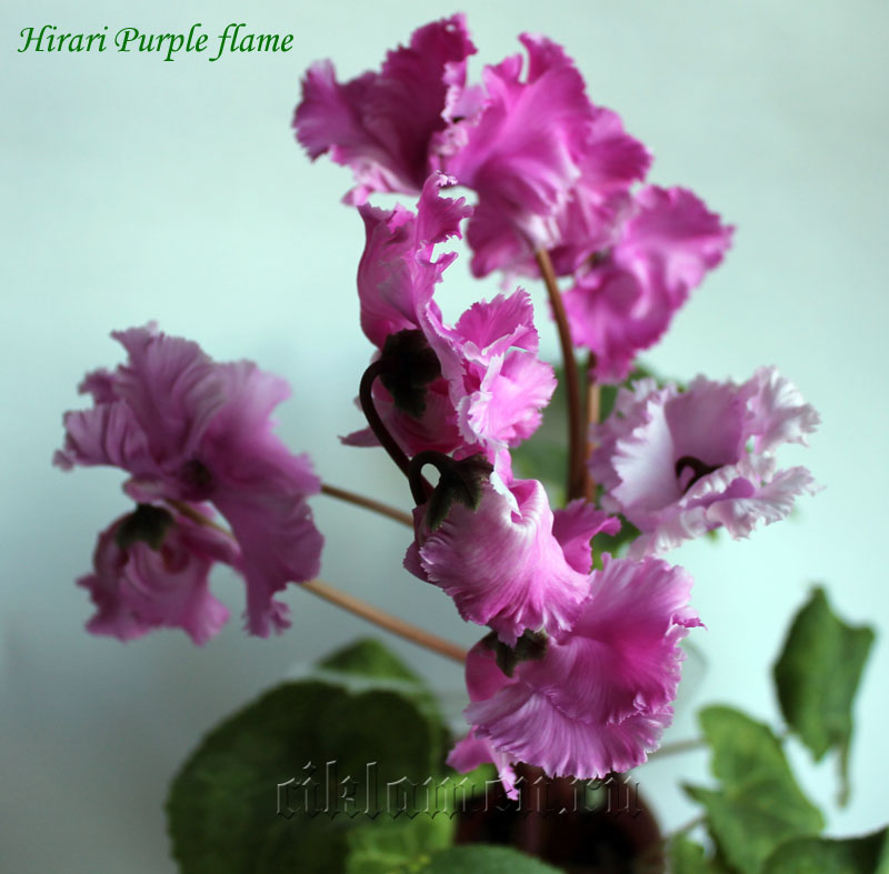 Hirari Purple flame1.jpg