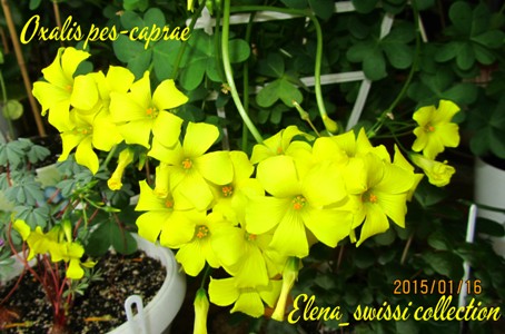 Oxalis pes-caprae_подпись - копия.jpg