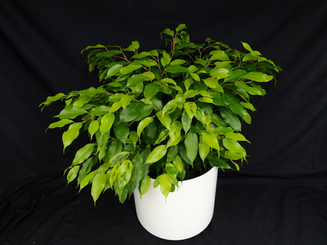 Ficus 'Neon Marguerite.jpg