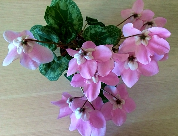 fleur un vogue pink1.JPG