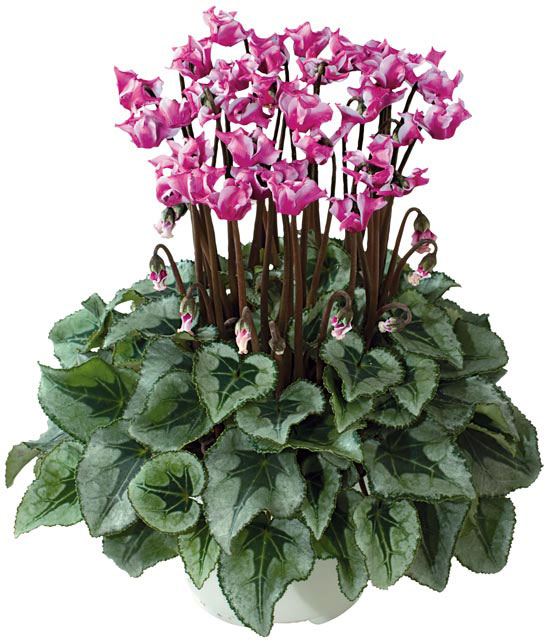 cyclamen-origami-4795-zoom.jpg