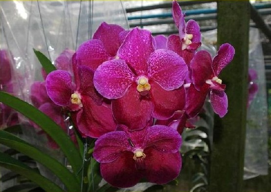 vanda doctor anek.jpg