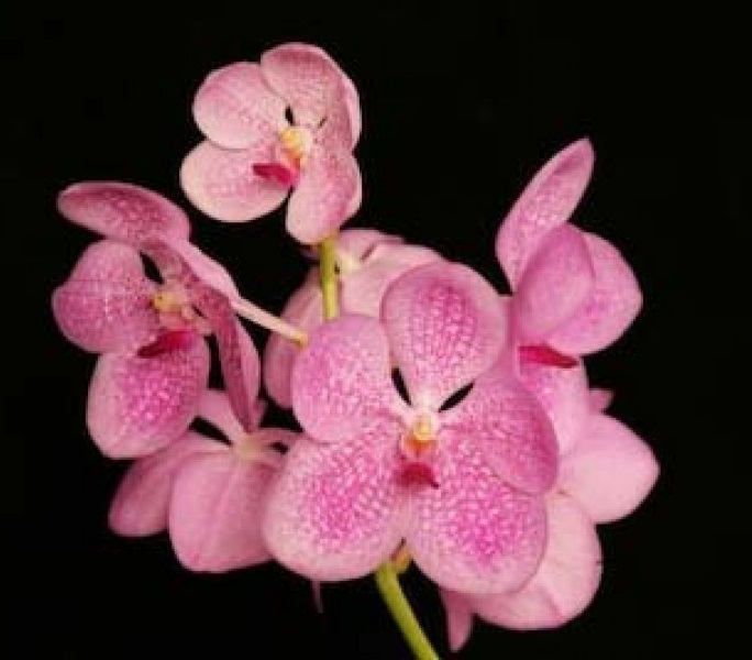 vanda-kultana-ruby-x-vanda-coerulea-pink.jpg