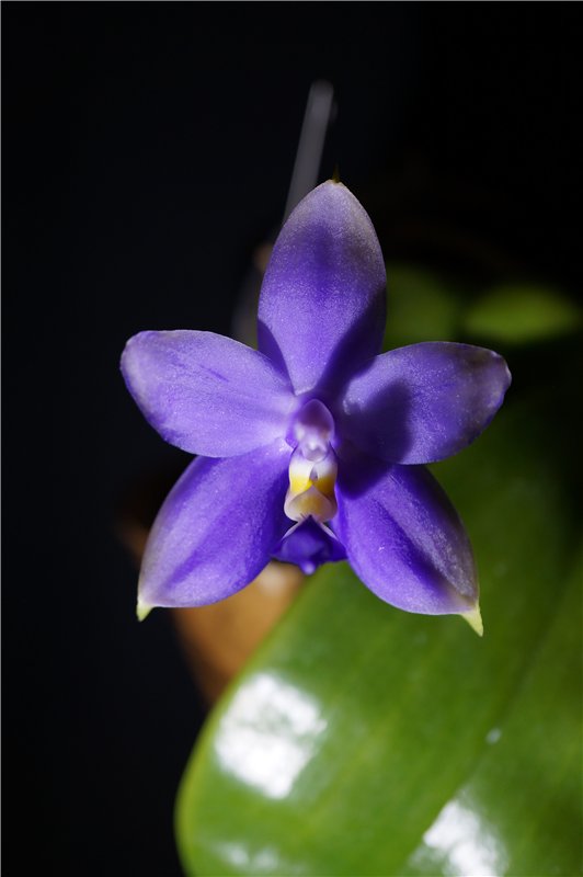 , Phal. violacea ‘Blue Chip’ x self 2.jpg