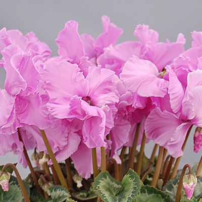 Ageha Cattleya Pink2.jpg