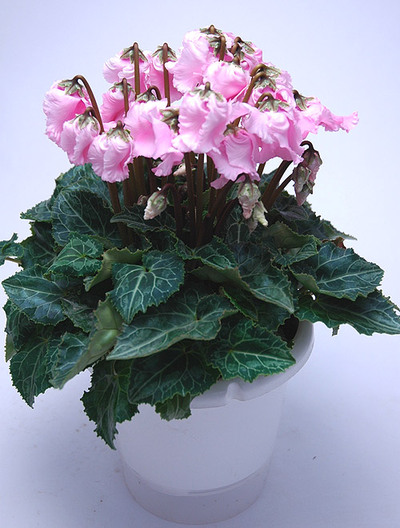 Cyclamen lingerie ruffled pink.jpg