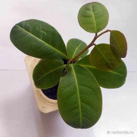 Phyllanthus-grandifolius1.jpg