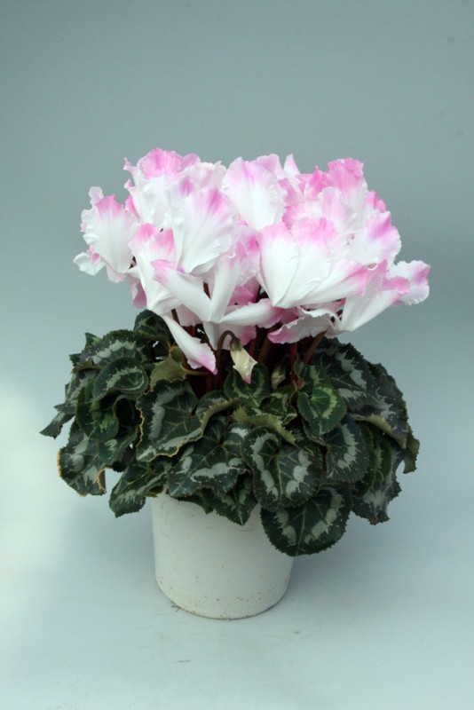 Purumage ® Wave S Rose.jpg