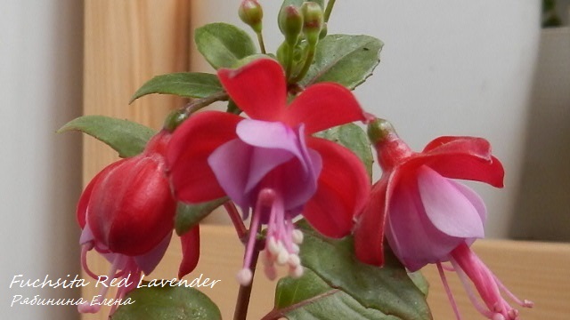 Fuchsita Red Lavender 1.JPG