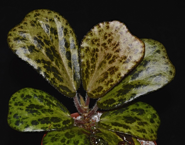 Begonia blancii.jpg