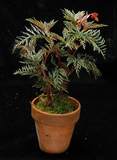 Begonia-bipinnatifida.jpg