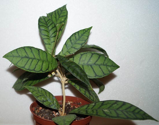  Калистофилла (Hoya callistophylla).jpg