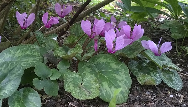 purpurascens large flower.jpg