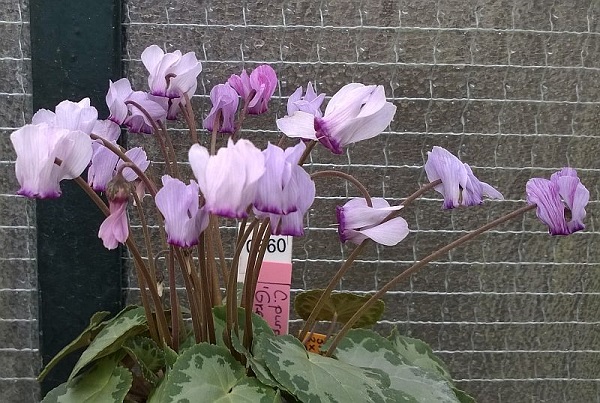 purpurascens Green Ice striped flower.jpg