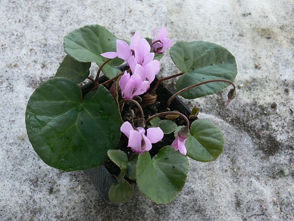 purpurascens ssp. immaculatum.jpg
