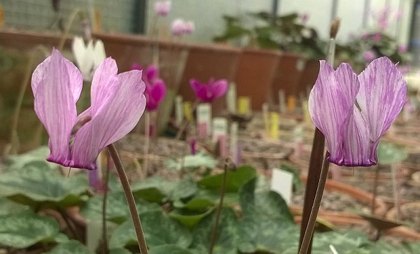 purpurascens striped flower.jpg