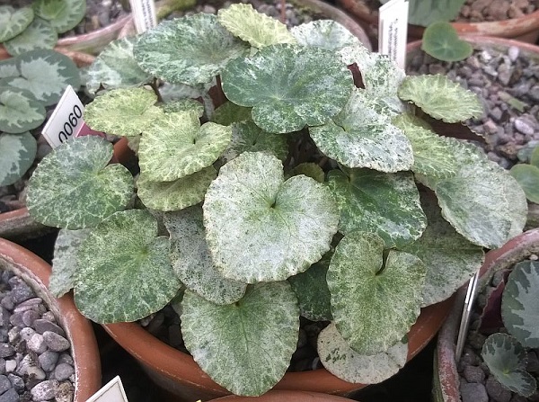 purpurascens variegata.jpg