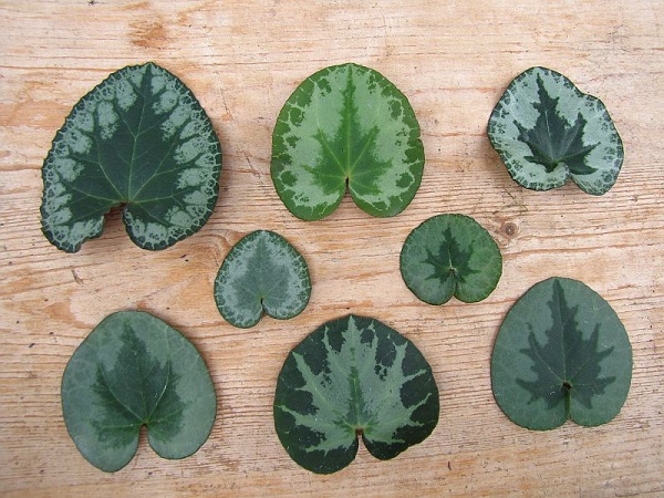 purpurascens selected leaf.jpg