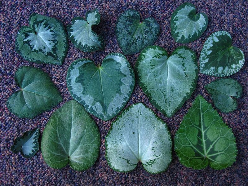 persicum selected leaf.jpg
