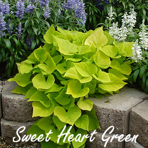 sweet heart green300.jpg