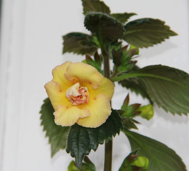 22 Aхименес Yellow English Rose--.jpg