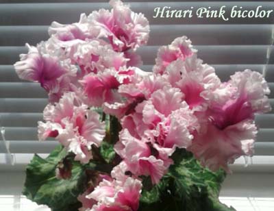 hirari_pink_bicolor2.jpg