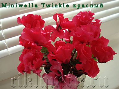 miniwella_twinkle_red2.jpg