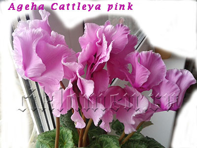 ageha_cattleya_ pink2.jpg