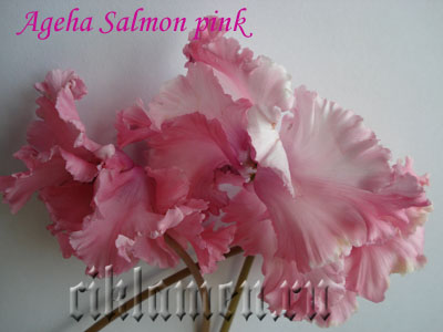 ageha_salmon_pink2.jpg