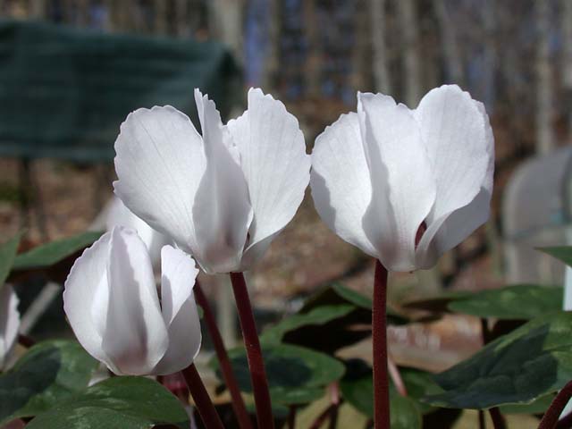 Cyclamen coum ssp. coum f. albissimum Lake Effect 1.jpg