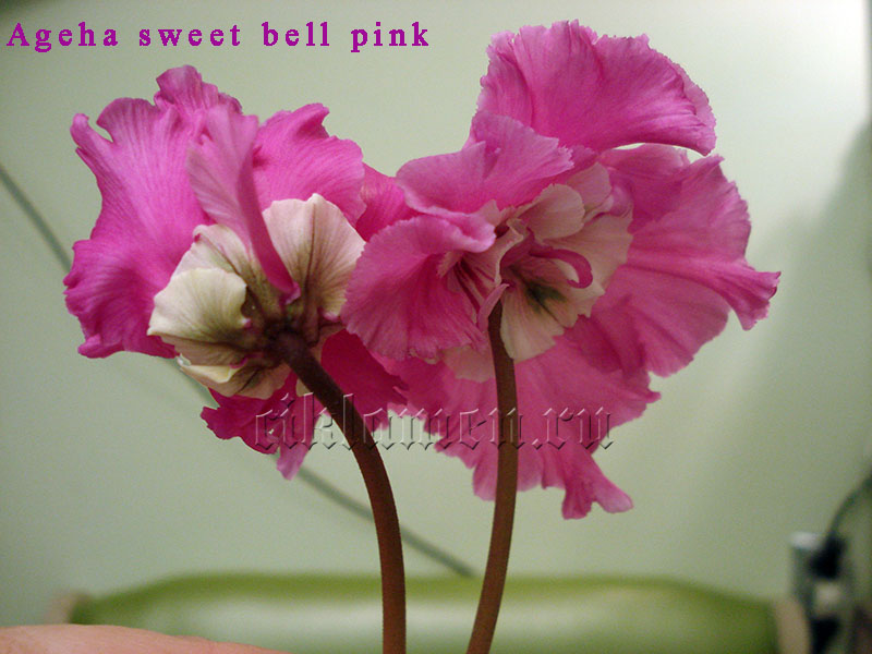 Ageha sweet bell pink.jpg