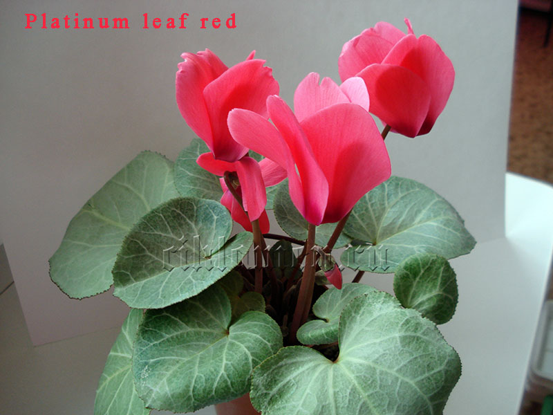 Platinum leaf red1.jpg