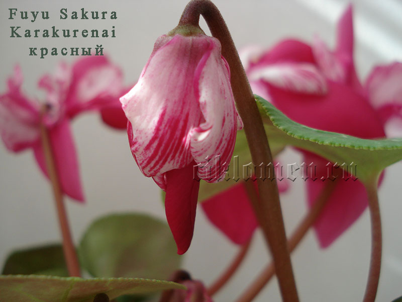 Fuyu Sakura Karakurenai красный.jpg