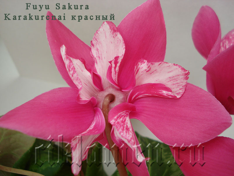 Fuyu Sakura Karakurenai красный1.jpg