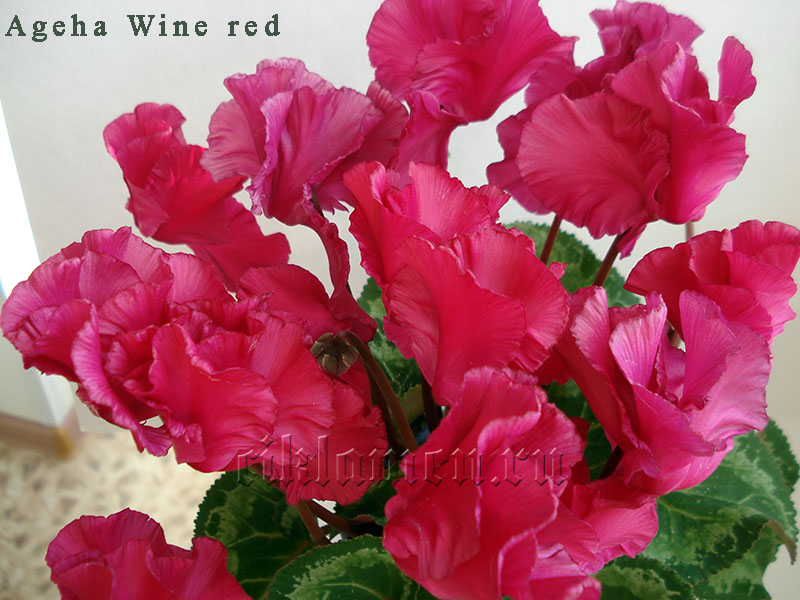 Ageha Wine red.jpg