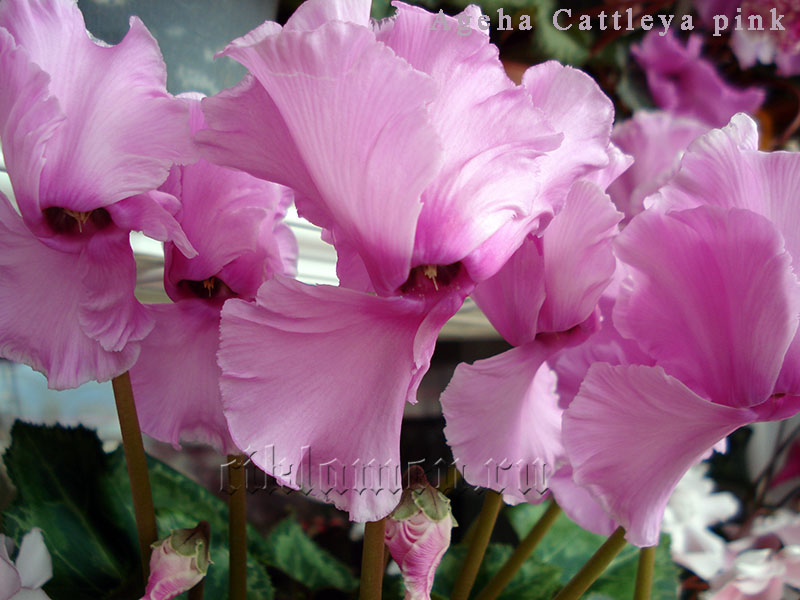 Ageha Cattleya pink.jpg