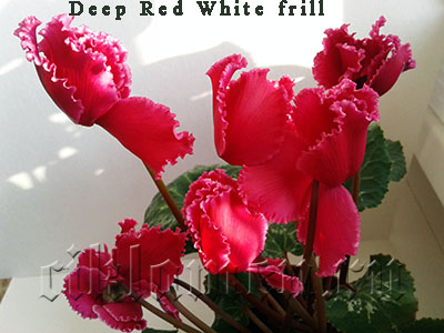 deep_red_white_frill2.jpg
