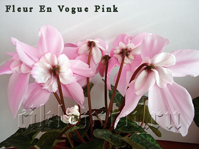 fleur_en_vogue_pink2.jpg