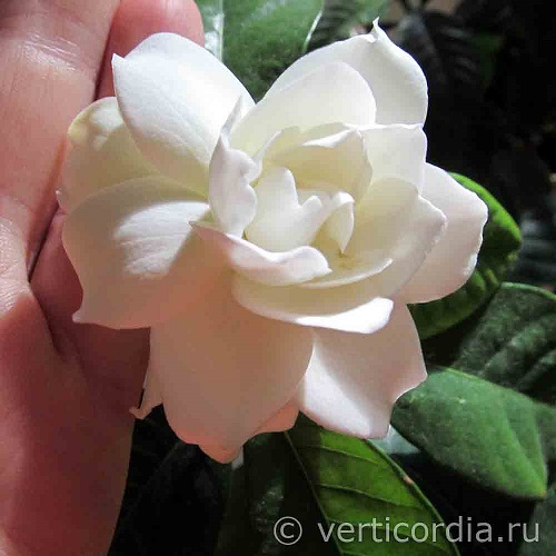 gardenia-jasminoides2.jpg