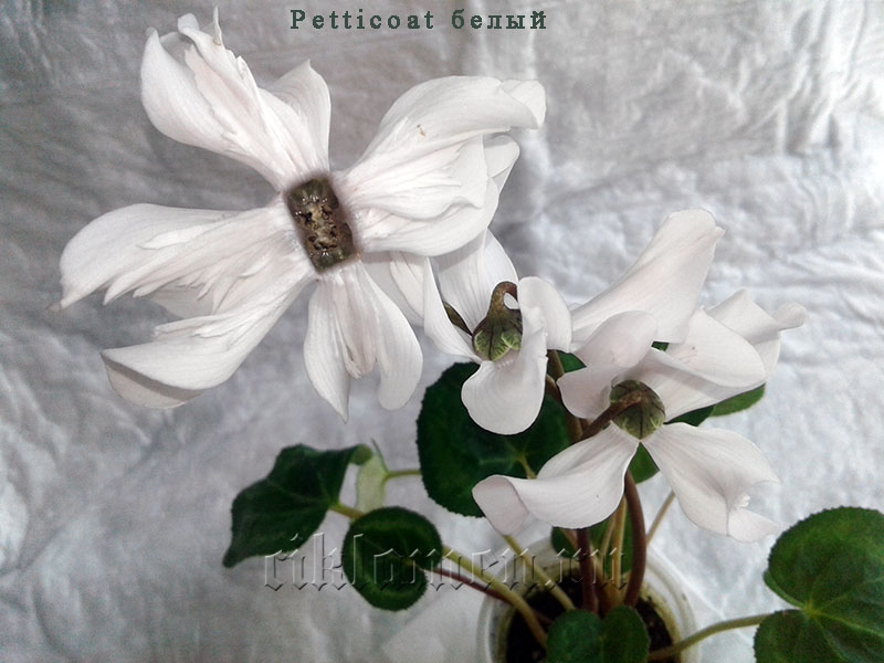 Petticoat белый.jpg