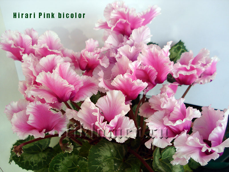 Hirari Pink bicolor.jpg