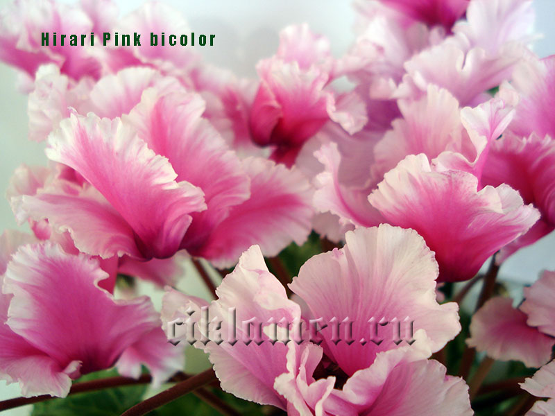 Hirari Pink bicolor1.jpg