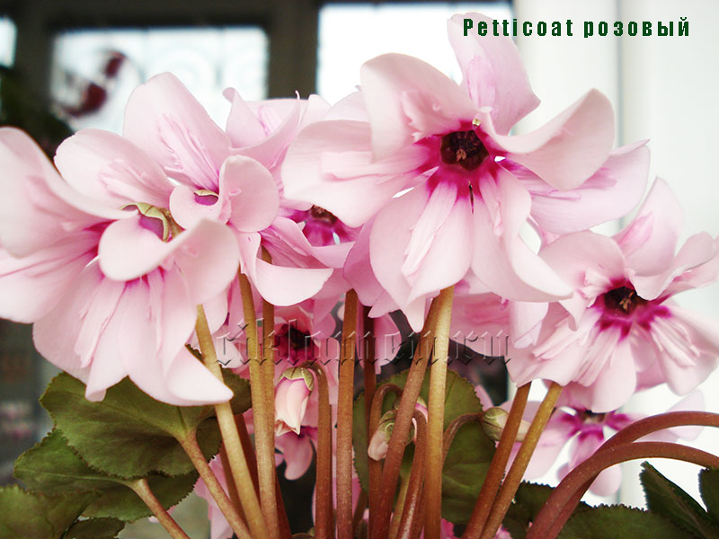 Petticoat розовый20.jpg