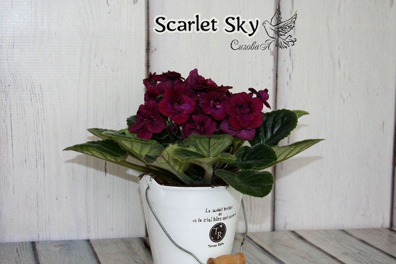Scarlet Sky веб.jpg